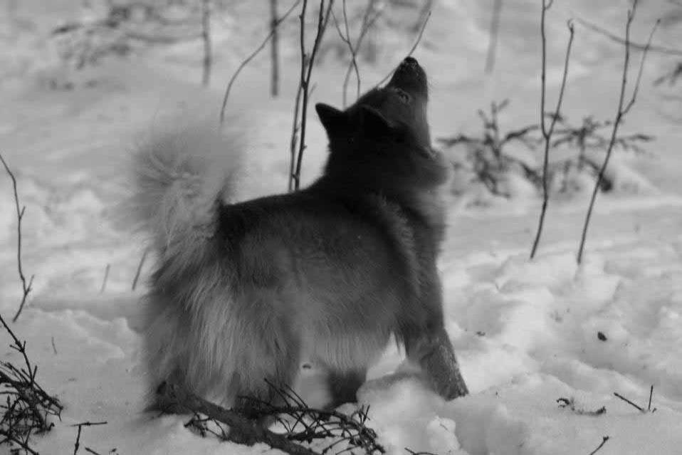 Maasto-opas Maasto-oppaana toimii koemaaston tunteva henkilö. Useimmiten hän on joko paikallinen, tai k.o maaston muutoin tunteva metsästäjä.