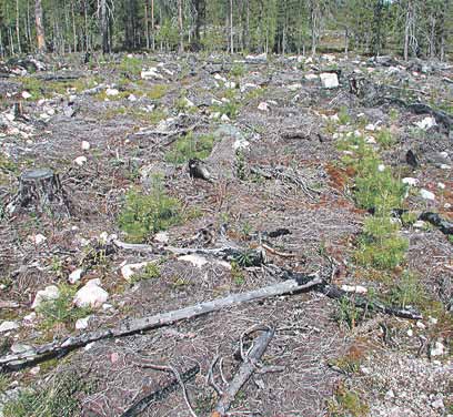 Maa on saattanut olla märkä ja lumeton vielä joulukuussakin aina Lappia myöten. Viime syksynä Lapissakin oli vielä lokakuun lopulla niin lämmintä, että siemenet saattoivat jopa itää.