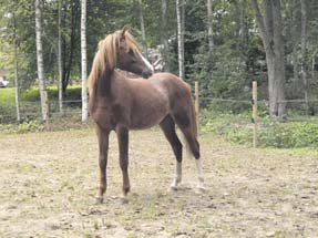 Kylänraitti 3/2009 URHELU 23 Kylmälän ponimestari orkon nnilla (14 v.) on tänä kesänä mennyt lujaa.