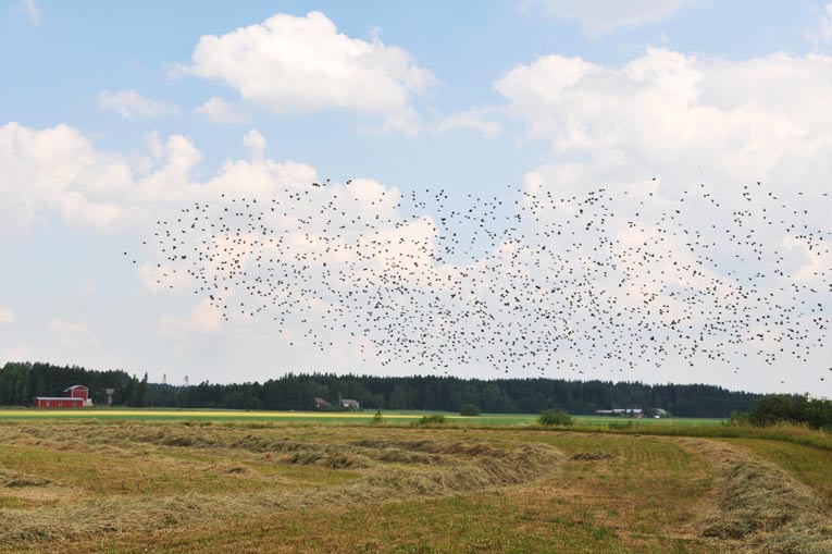 linnustonsuojelukohde, jonka monipuoliseen pesimälinnustoon kuuluu monia vaateliaita vain Etelä-Suomen parhailla lintuvesillä tavattavia kosteikkolajeja.