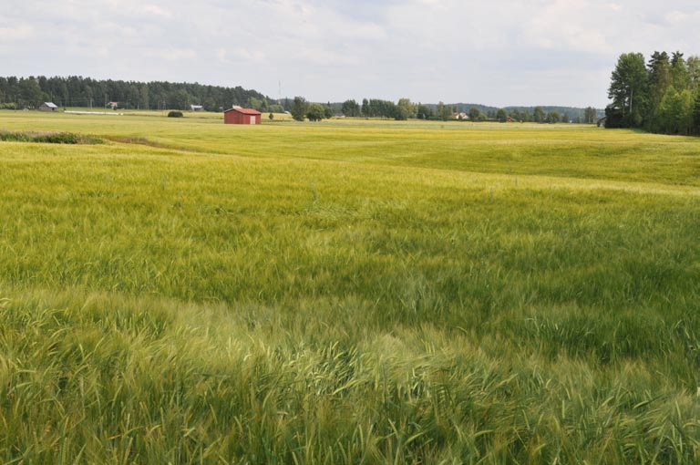 6.1 Tammelan kunta 1. Litinoja, padottu kosteikko Kuvaus: Litinojan yläjuoksun polveilevaan peltonotkoon on mahdollista perustaa tukikelpoinen kosteikko patoamalla.