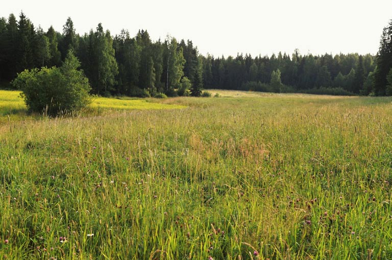 4. Jutunoja, padottu kosteikko Kuvaus: Luonnonkauniisiin Jutunojan varren peltonotkoihin on mahdollista perustaa vaikkapa kokonainen kosteikkojen ketju.