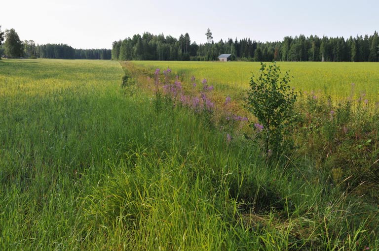 5. Penttilänsuon pelto-oja, kaivettu kosteikko Kuvaus: Avoimen peltoalueen halki virtaavaan ojaan voidaan perustaa tukikelpoinen kosteikko kaivamalla.