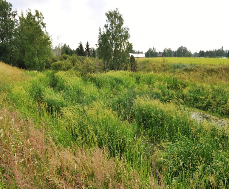 11. Raijainoja, padottu kosteikko Kuvaus: Raijainojan Loimijoen suistoalueelle muodostuneen tulvatasanteen runsaskasvustoinen notkelma soveltuisi erinomaisesti patoamalla perustettavissa olevaksi