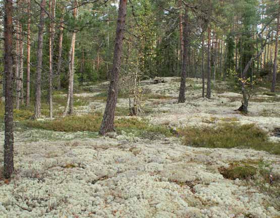 Muut METSOn sopimusmallit kauppa, maanvaihto ja määräaikainen rauhoittaminen Maanvaihto Pysyvä sopimus, jossa maanomistaja myy kohteensa kuten kaupassa, mutta saa korvaukseksi metsätalouden käyttöön