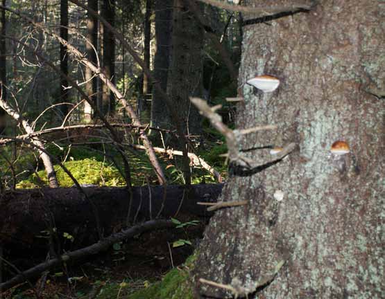 turvasi vanhan metsänsä pysyvällä sopimuksella 14 Marko Rajamäen kohde ei täyttänyt METSOn kriteerejä 16 Tuomo Kauppi maanomistajalähtöisen metsänsuojelun pioneeri 18 Muut METSOn sopimusmallit