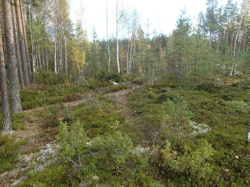 Sepänmaa 2013 inventointi Paikka sijaitsee Ylivieskan kirkosta 10,2 km Löytynperän tasalta n. 4,5 km länteen, Lampiinjärvestä n. 1,5 km lounaaseen, laajalla metsäalueella.