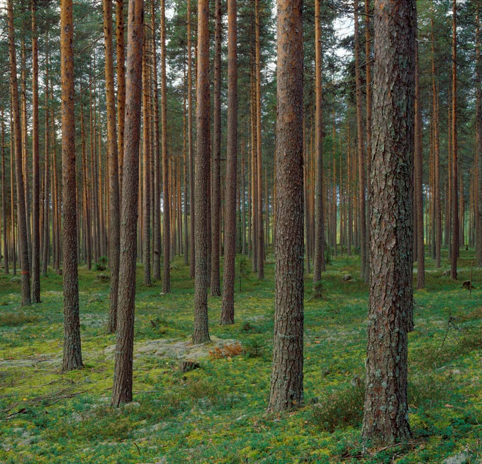 Metsänomistajan ei kannata tuottaa hyvälaatuista mäntytukkia Laadusta ei makseta, hintasuhteet