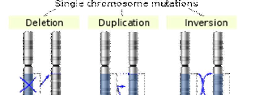 Mutaatiot vahinkoja DNA:n