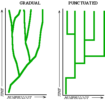 Makroevoluutiomallit Fyleettinen gradualismi Lajit kehittyvät tasaisesti, hidas kvantitatiivisten muutosten kasaantuminen tuottaa kvalitatiivisen muutoksen ja lopulta kehityslinjojen eroamisen