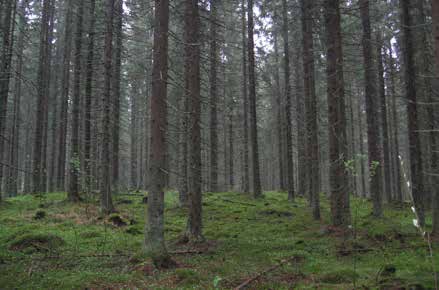 Tässä tutkimuksessa a) määritettiin biomassamalleihin perustuva laskennallinen uudistusalojen latvusmassan ja kantopuun määrä esimerkkikohteella ja b) määritettiin ylimmän katkaisuläpimitan vaikutus