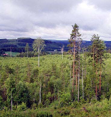 Säästöpuiden valinta ja sijoittaminen uudistusaloilla Metsäsertifioinnissa säästöpuilla tarkoitetaan - uudistusaloille jätettäviä pystyssä olevia eläviä tai kuolleita puita.