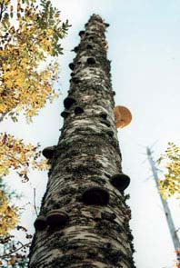 Kolo- ja petolinnut voivat käyttää edellisen puusukupolven säästöpuita pesäpuinaan. Uudistamisvaiheessa säästöpuuryhmillä on maisemallista merkitystä.