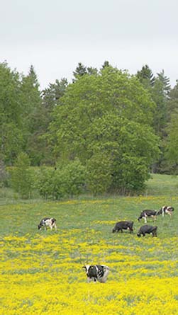 Tilakoko on kasvanut kymmenen vuoden aikana 16 hehtaarilla, ja se on nyt keskimäärin 48 hehtaaria. Tilat ovat yleensä peltoalaltaan hieman suurempia kuin tavanomaisessa tuotannossa olevat tilat.