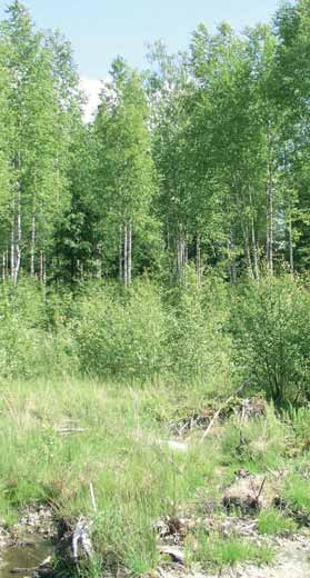 Korttelikokonaisuuden keskelle on varattu alue mm. koululle ja päiväkodille.