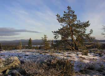 Pienellä jäälautalla seisoi valkoinen vesilintu, jonka silmän ympärillä oli musta läiskä.