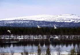 Tämän linnun etupuolella makasi jään lautan reunalla melkein vedessä toinen lintu. Niin viehättävän siroa vesilintua en ollut aikaisemmin nähnyt.