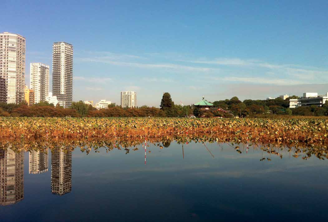 HOTELLIELÄMÄÄ JA ARKIRUTIINEJA Aamulenkillä juoksimme Ueno-puiston läpi Shinobazunoike -lammelle.