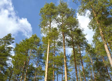 Puuta riittää teollisuuden tarpeisiin Keitele Timber Oy:n saha Alajärvellä on merkittävä puunostaja.