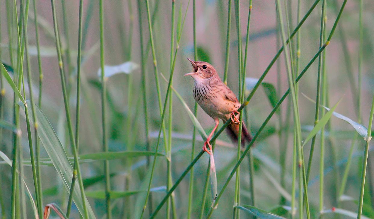 PIKKUHARVINAISUUDET 0 Sepeltasku / mustapäätasku (Saxicola maurus / S. rubicola) () Yksi havainto keväisestä koiraasta, jonka ajankohta viittaa mustapäätaskuun.