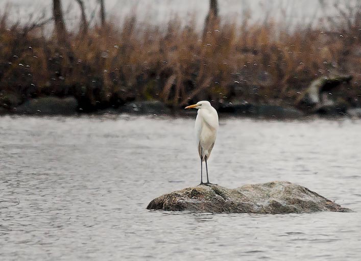 PIKKUHARVINAISUUDET 0 Lajien esiintyminen Kategoria A Lumihanhi (Anser caerulescens) (5 + (E-kategoria)) Lumihanhi jatkaa tasaista esiintymistä kahdella havainnolla.