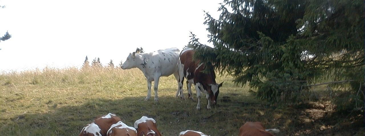 Maitotilojen