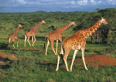 HARVINAISET HELMET 39 Kenia 17. 28.8.2011 Kenian safarit (Masai Mara, Nakurujärvi, Amboseli, Länsi-Tsavo, Itä-Tsavo) ja neljä yötä rantalomakohteessa Mombasassa.