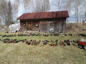 jäsenhintaan. Ja kuinka tämä periaate toteutui vuonna 2014: Taimikirppikset Kerhomme tärkein yksittäinen tapahtuma on keväällä ja syksyllä järjestettävä Taimikirppis.