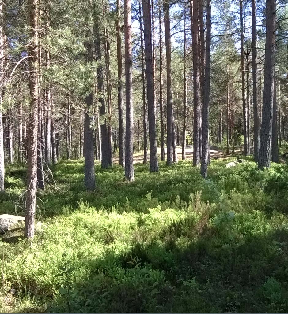 FCG SUUNNITTELU JA TEKNIIKKA OY Loppuraportt i 7 (25) Simpsiö on Läntisen Suomen monip puolisin ympärivuotinen vapaa- ajan virkistys-, aktiviteetti- ja luontoliikuntakeskuss 3 Kehittämisen tavoitteet