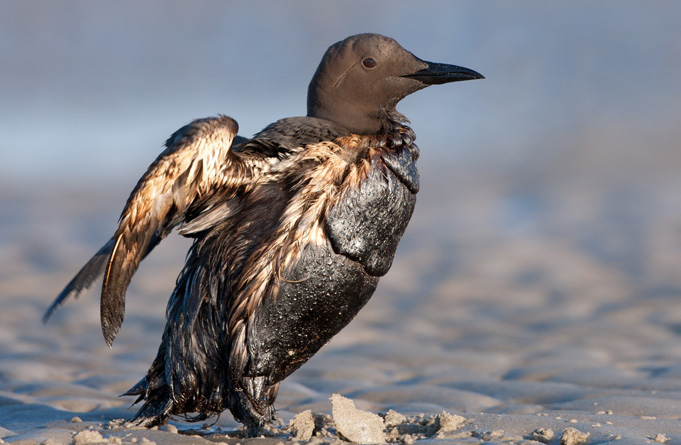 8.4 LINTUJEN PUHDISTUS BCU eli liikkuva lintujenpuhdistusyksikkö, Bird Cleaning Unit, on syntynyt Itä-Uudenmaan pelastustoimialueen ja WWF Suomen yhteistyönä.