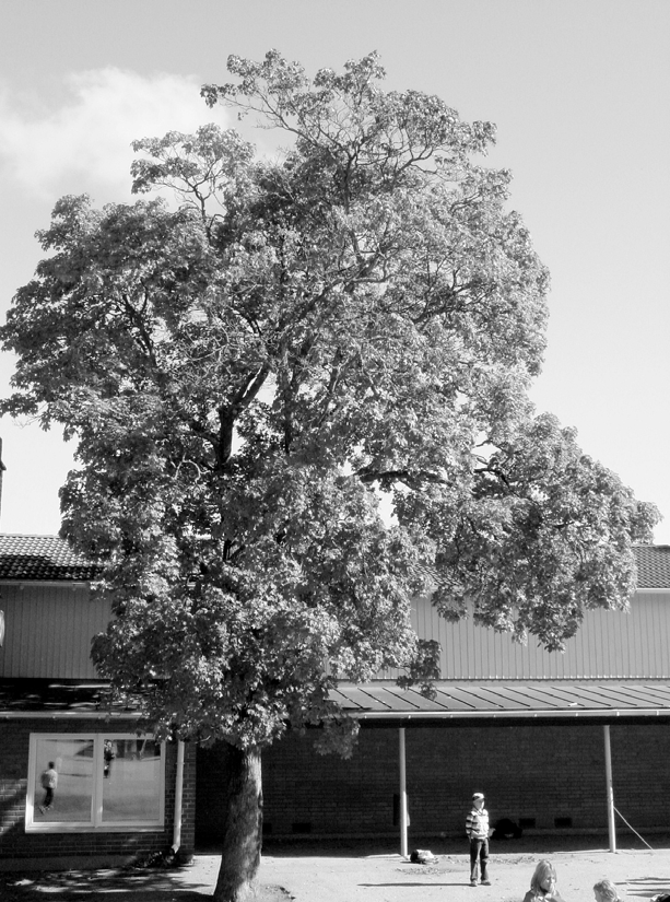 Lapsia näki joskus jopa arestissa seisomassa SIISTIJÄN TYÖ ALKOI ILTAPÄIVÄSTÄ Auvoista oli elämä Lietsalan koululla kuusikymmentäluvun alussa. Kuusi perhekuntaa asui kouluilla.