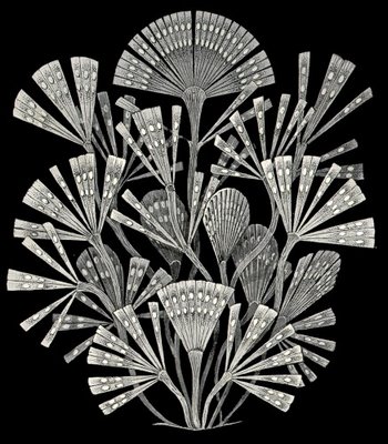 Ernts Haeckel: