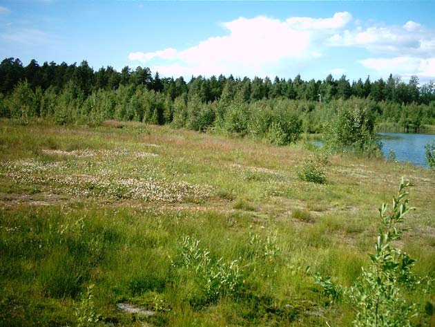 Lentokentän turva-alue Kuvion nro 120, 121, 123 Pinta-ala: 19,5 ha Yleiskuvaus: Alue on avoin, paikoitellen paljas ja osin läjitetty maa-alue, jossa kasvaa heinää sekä nuoria männyn taimia (kuva 11).