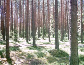 Välivyöhyke Kuvion nro 171 Pinta-ala: 1,0 ha Yleiskuvaus: Kasvupaikka on tuore kangas, jolla kasvaa 35-vuotias tiheä männikkö. Kuvio on ulkoilumetsä. Kasvillisuutta on mm.