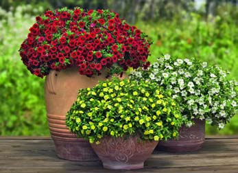 Calibrachoa Pikkupetunia Amppeliin MiniFamous