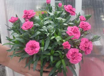 DIANTHUS