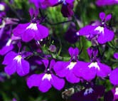 LOBELIA LOBELIAT