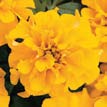 TAGETES