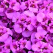 Diascia 