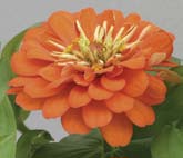 Zinnia,