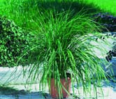 Pennisetum