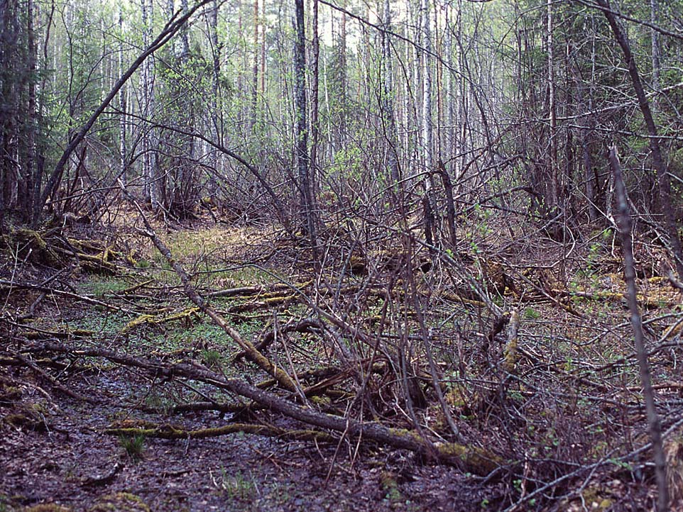 Runsaat tulvat aikaansaavat puiden kuolemisia ja tällaiset pienkosteikot ovat jatkuvassa