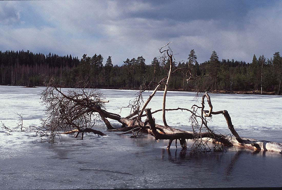 Kuolleet puut rikastuttavat myös vesiluontoa.