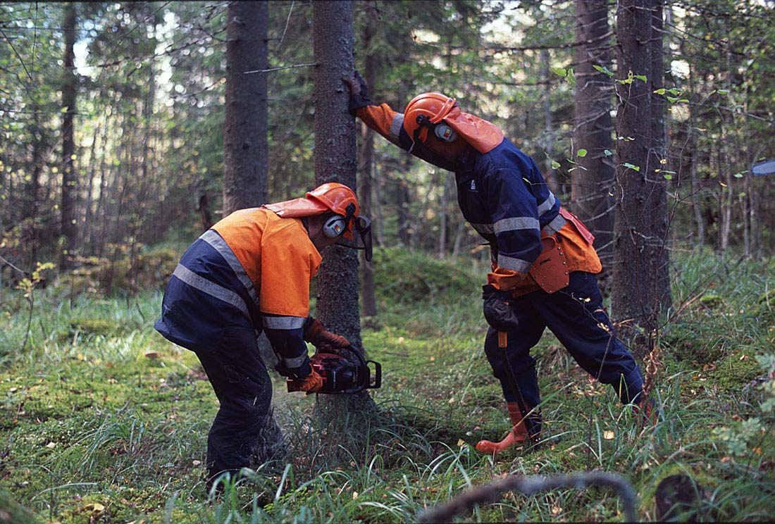 Lahoa maapuuta tuotetaan yksinkertaisesti kaatamalla puita ja jättämällä ne paikalleen.