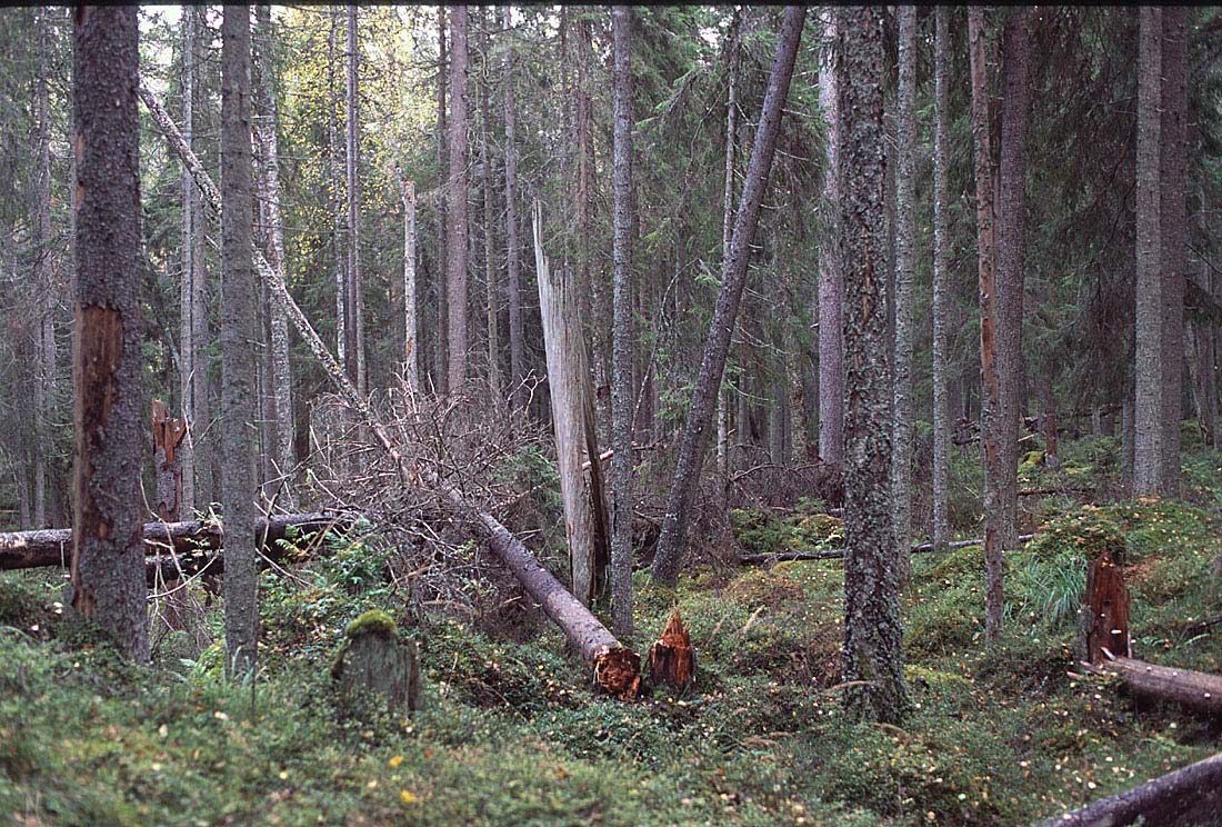 Luonnontilaisissa vanhoissa metsissä esiintyy runsaasti eri lahoamisvaiheessa olevia pystypuita ja maapuita.