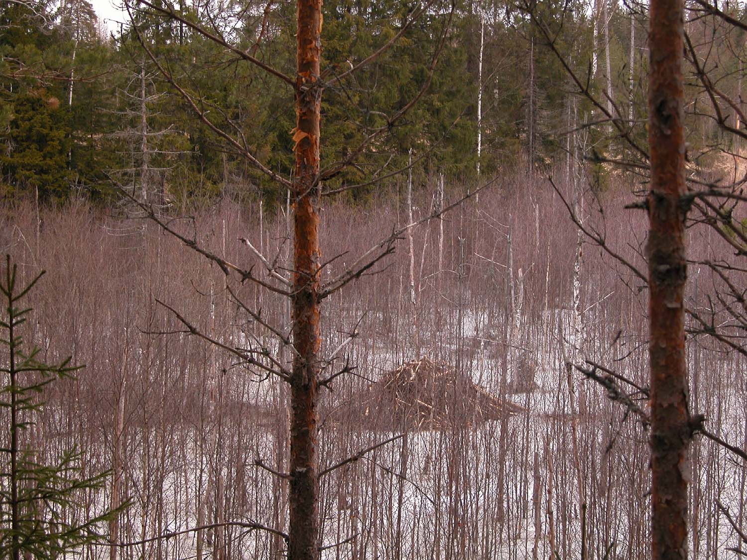 Majava tuottaa lahopuuta jokivarsille ja lampien rannoille.