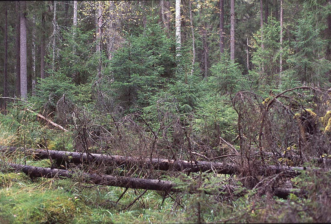 Esimerkki myrskytuulen aiheuttamasta pienaukosta metsän keskessä.