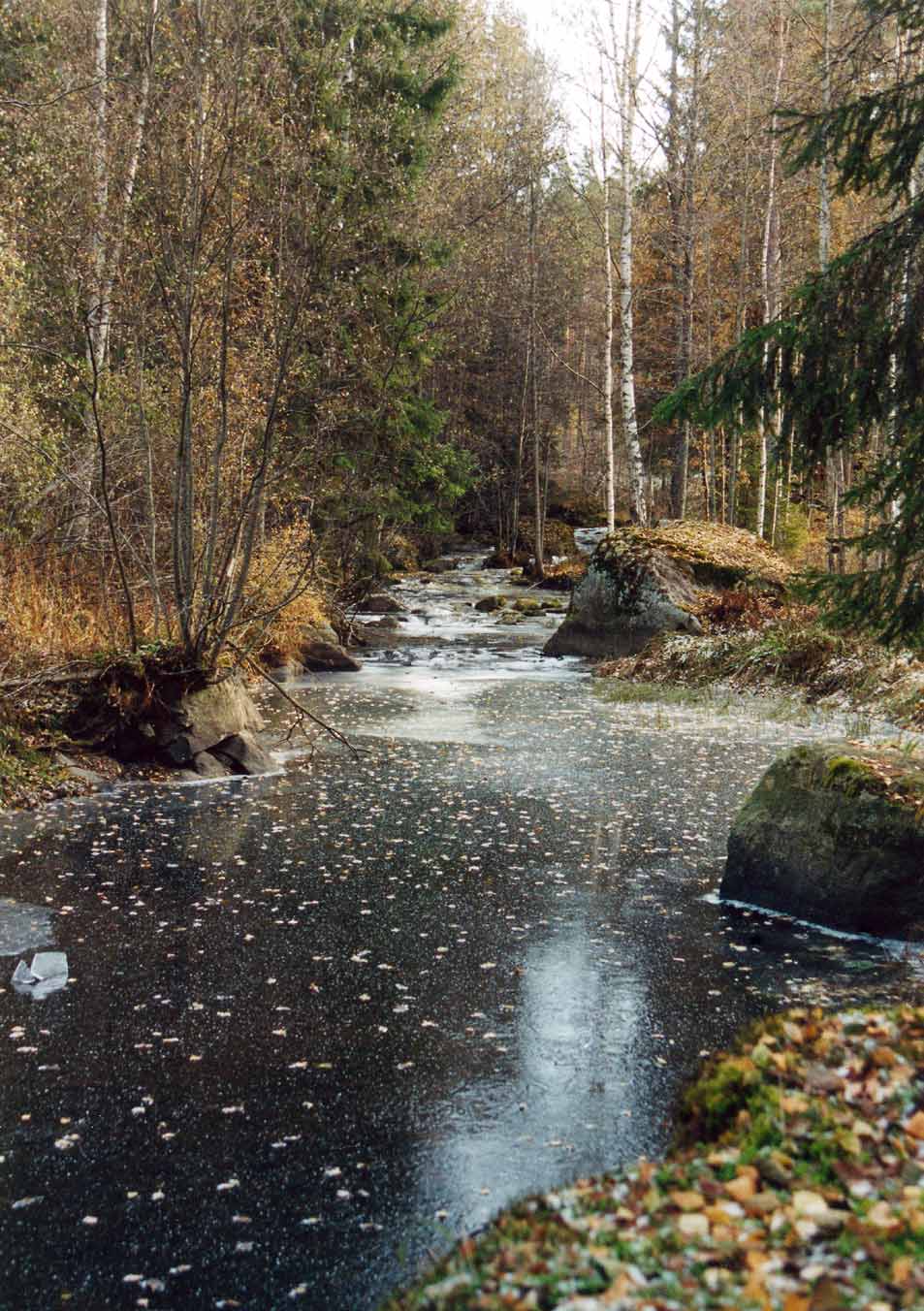 Kuva 7. Pinsiö-Matalusjoen Leipävuoren kosken koskenalus jäätyneenä.