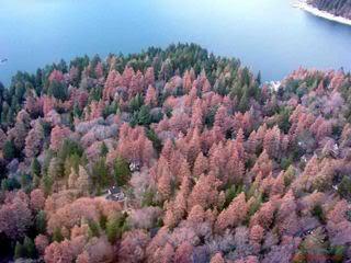 lämpimillä alueilla metsät ja sut kuivuvat ja palavat (1998) Lämpimimpinä vusina 1998, 2002 ja 2005 ilmaan valtavasti hiiltä (suurin CO2-pitisuuden vusikasvu) Kuivuus lisääntyy erityisesti