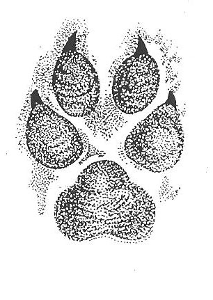 KOIRA Käpälän jälki - samanlainen kuin sudella, mutta muoto vaihtelee koirarodusta riippuen - harvalla koiralla on niin suuri jälki kuin sudella - anturoiden väliin jää pienempi aukko kuin sudella